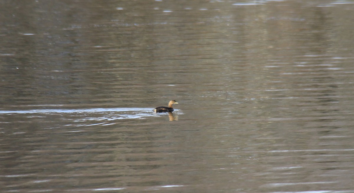 Pied-billed Grebe - ML126140951