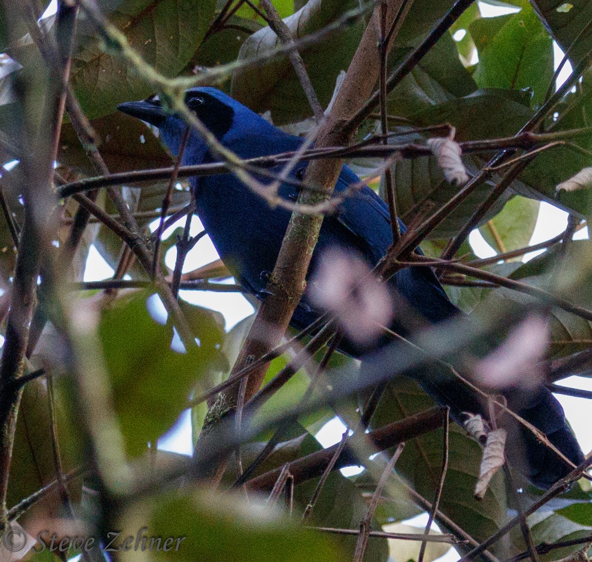 Turquoise Jay - Steve Zehner