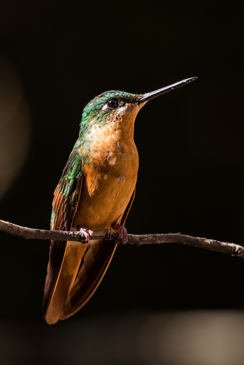kolibřík brazilský - ML126141301