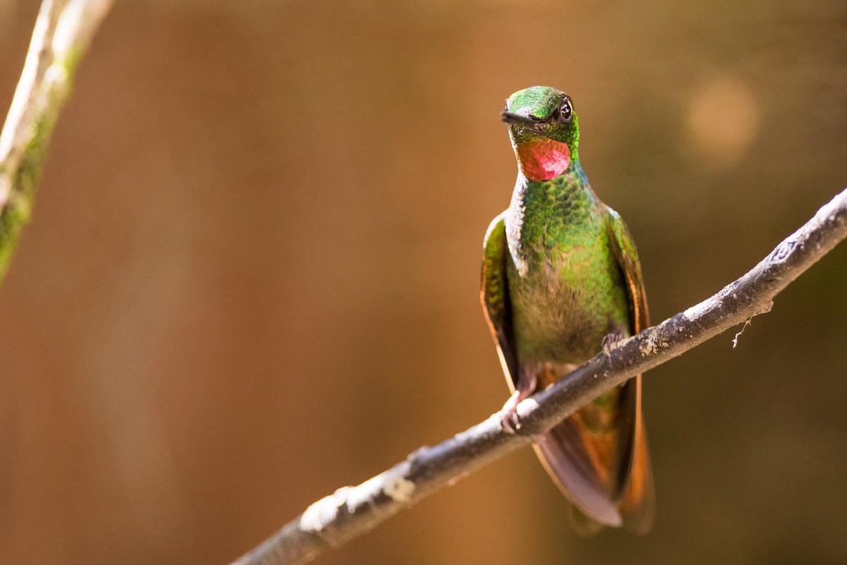 kolibřík brazilský - ML126141331