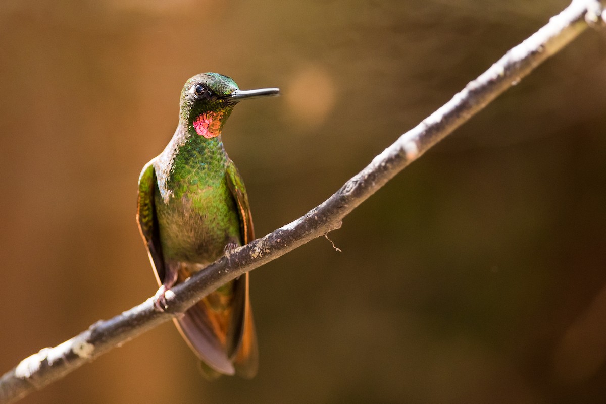 kolibřík brazilský - ML126141351