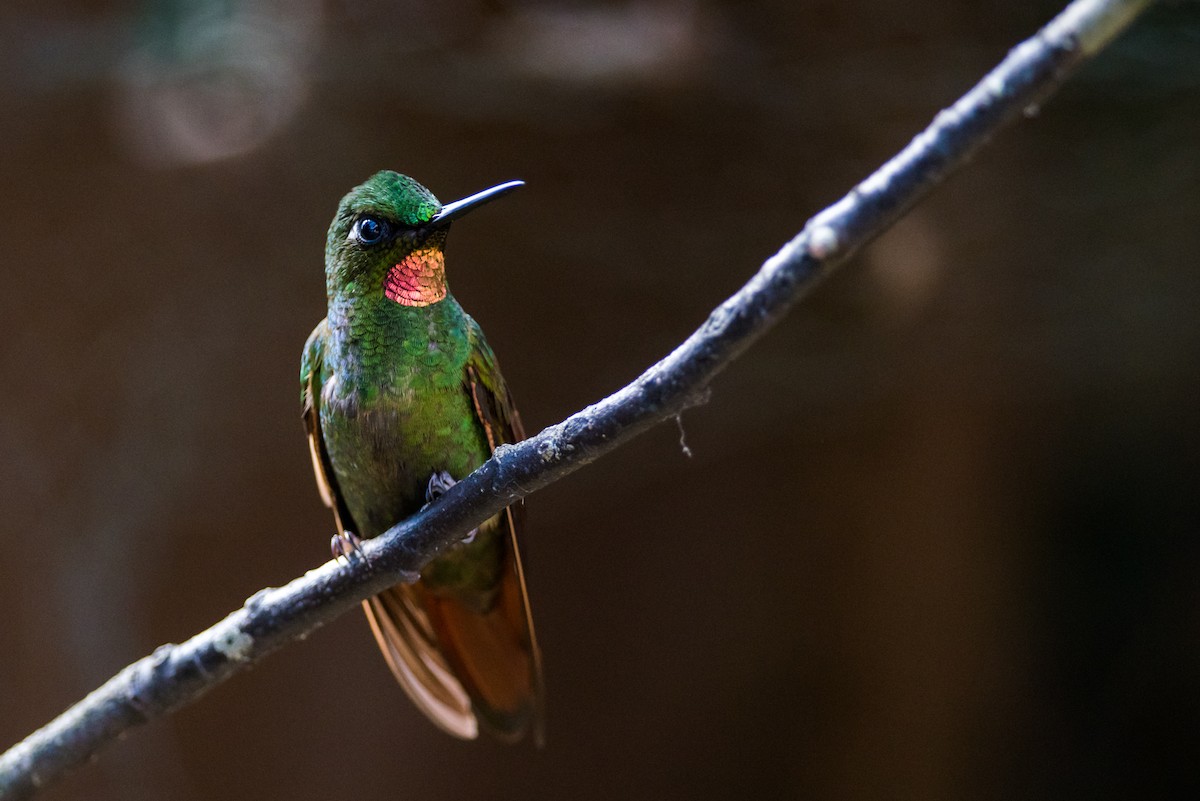 kolibřík brazilský - ML126141361