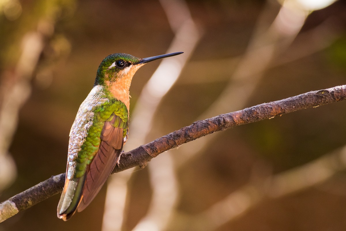 kolibřík brazilský - ML126141371