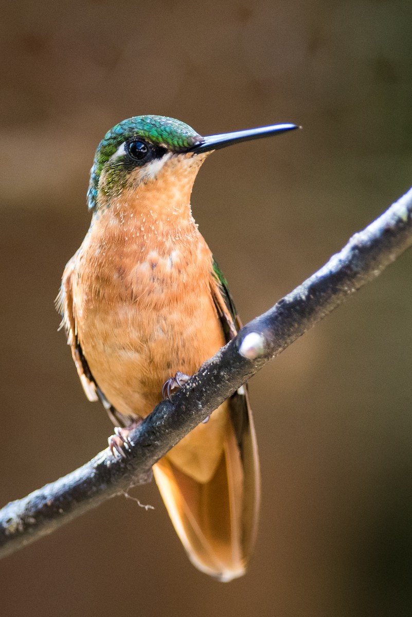 kolibřík brazilský - ML126141381