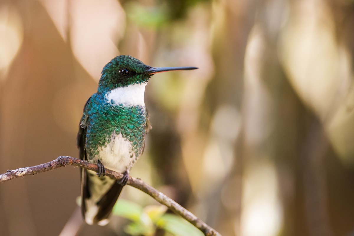 White-throated Hummingbird - Claudia Brasileiro