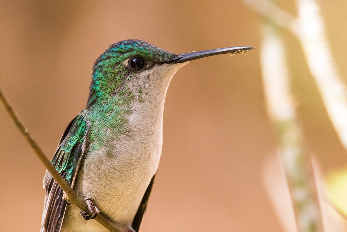 Violet-capped Woodnymph - ML126141711