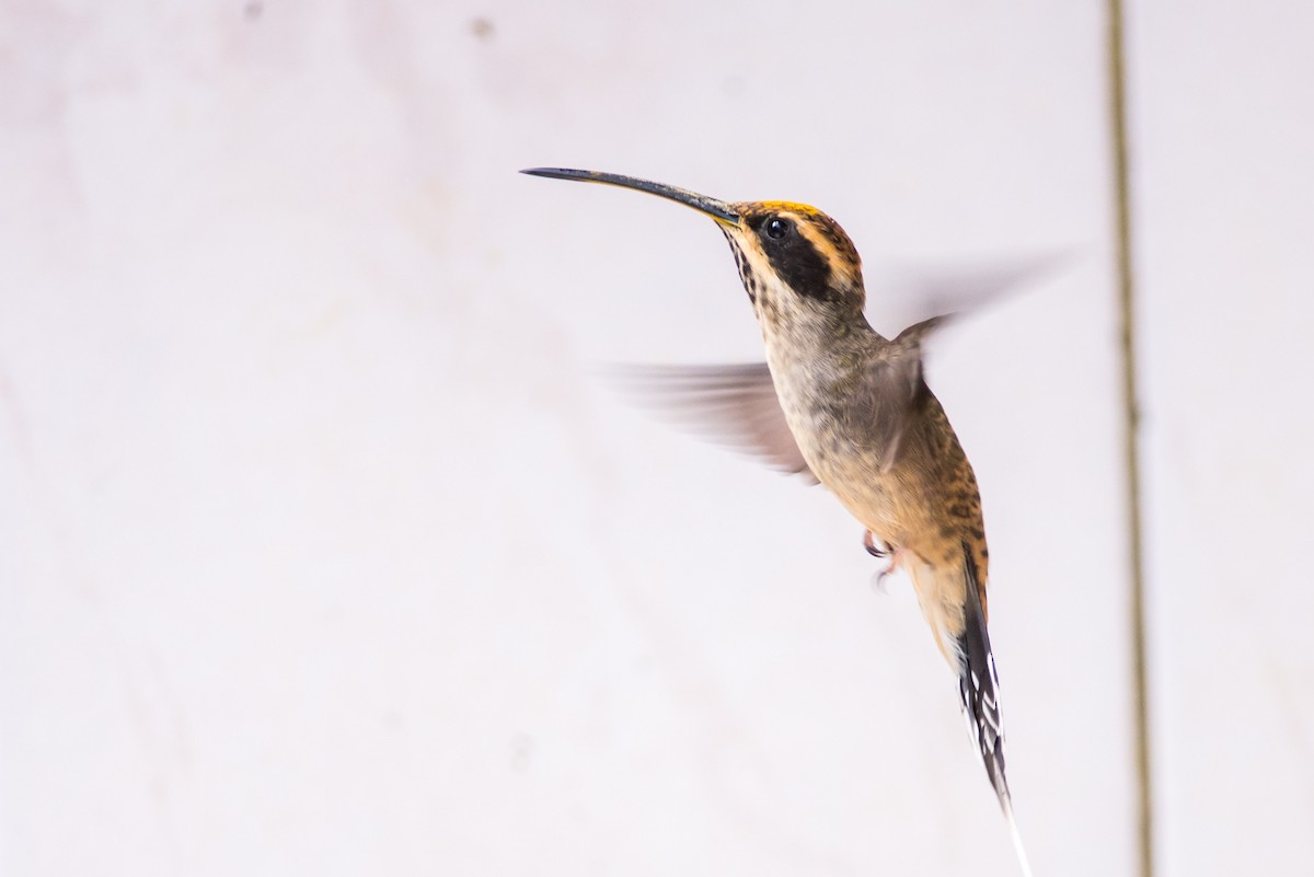 Scale-throated Hermit - ML126141811