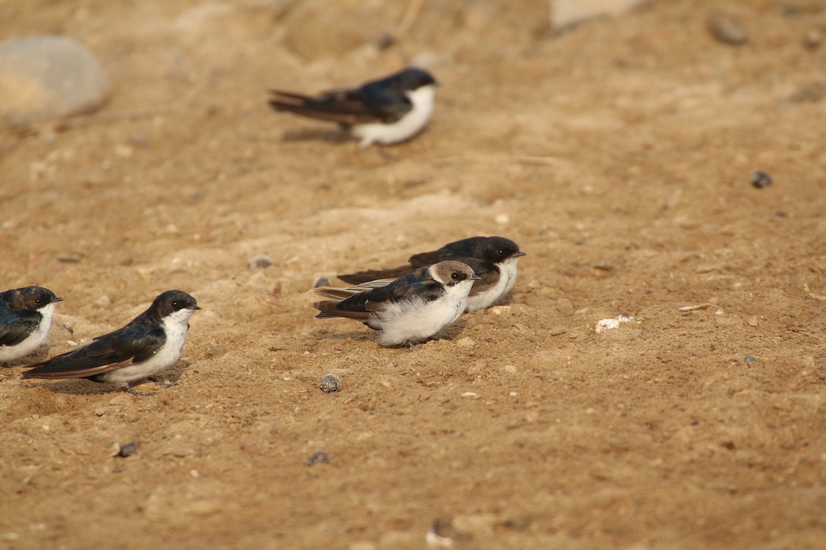Blue-and-white Swallow - ML126142011