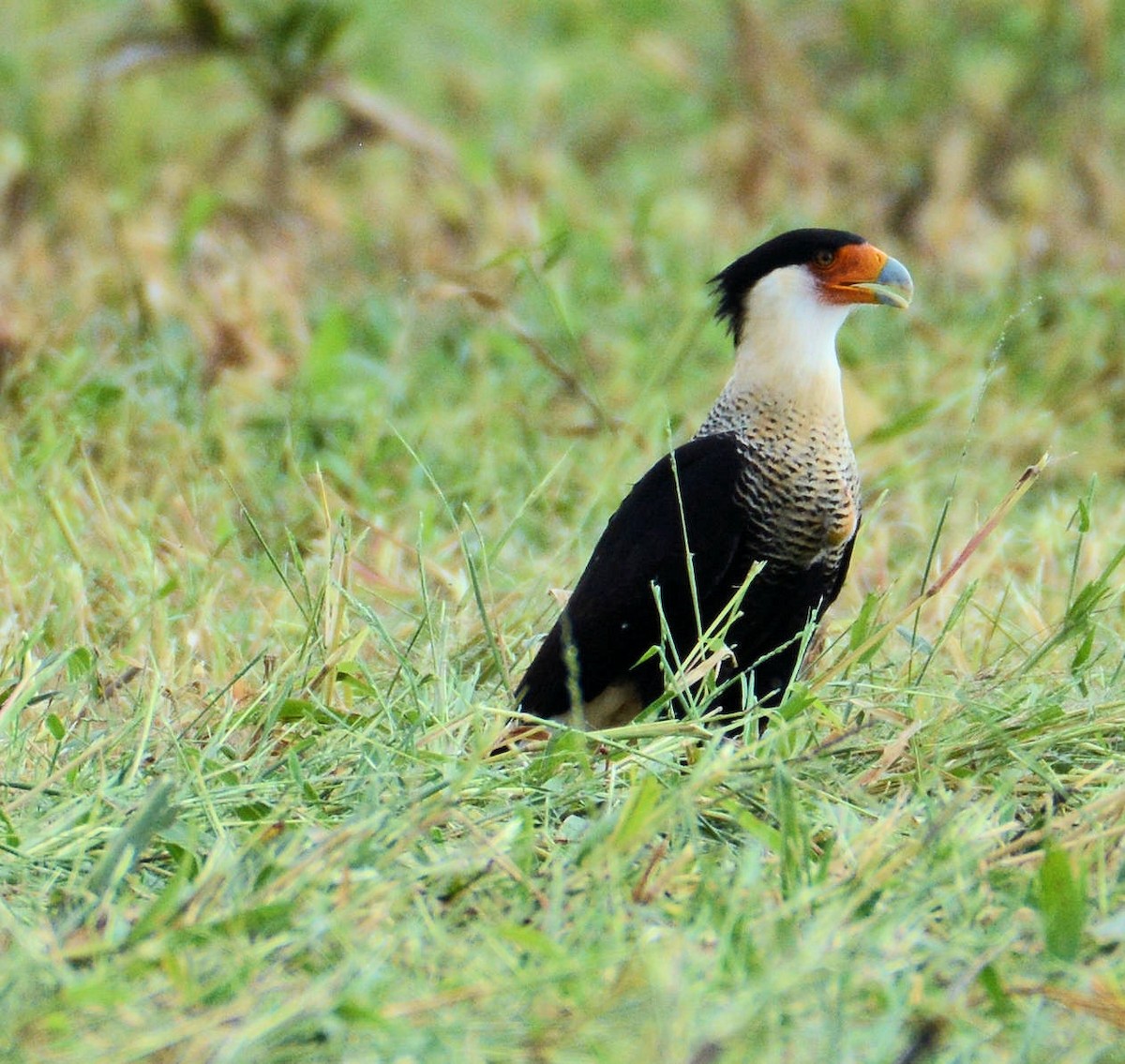 Caracara huppé (cheriway) - ML126142091