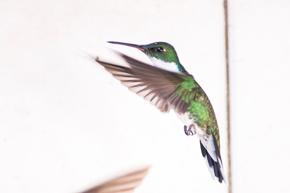 kolibřík límcový - ML126142111