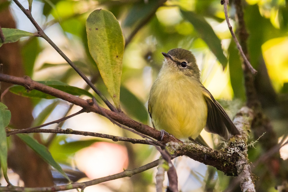 Mottle-cheeked Tyrannulet - ML126142241