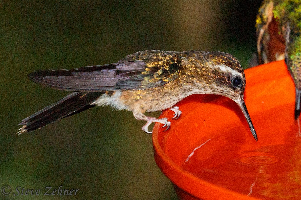 Speckled Hummingbird - Steve Zehner