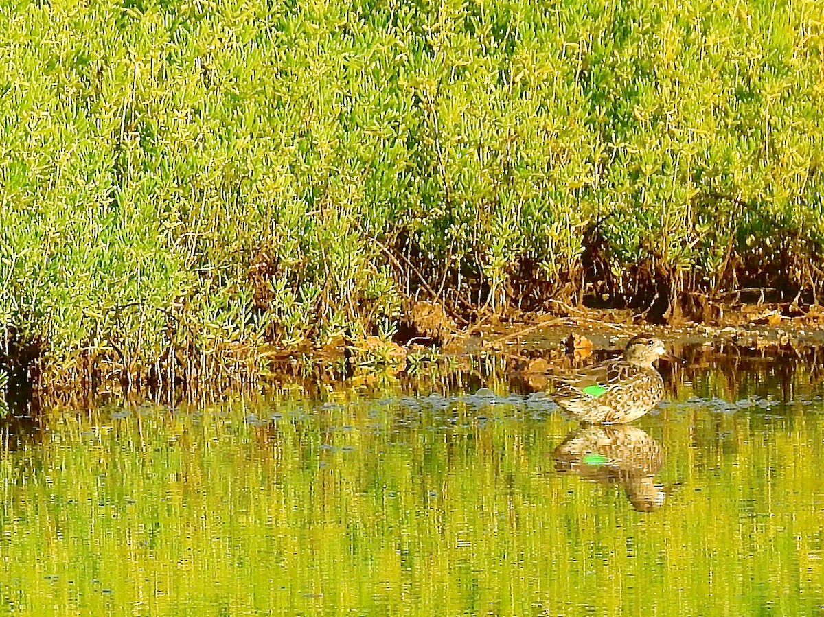 Green-winged Teal - ML126143841
