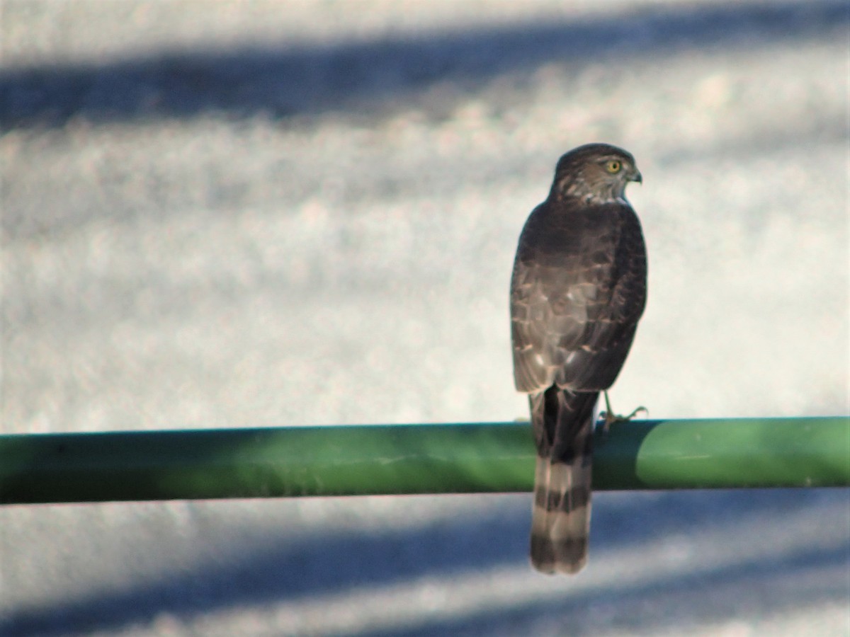 Sharp-shinned Hawk - ML126145281