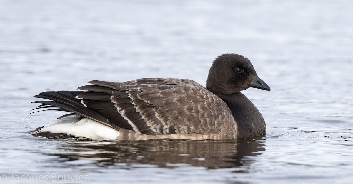 Barnacla Carinegra - ML126148041