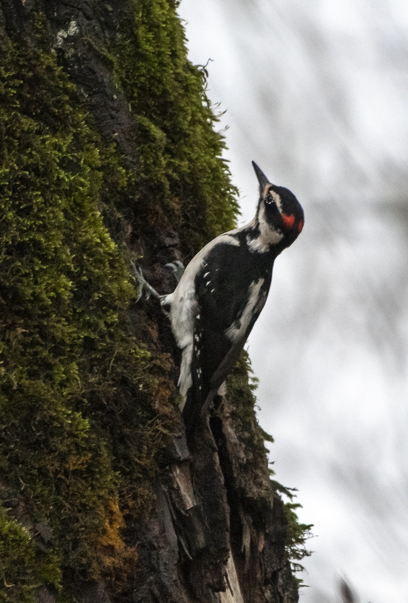 Hairy Woodpecker - ML126148051