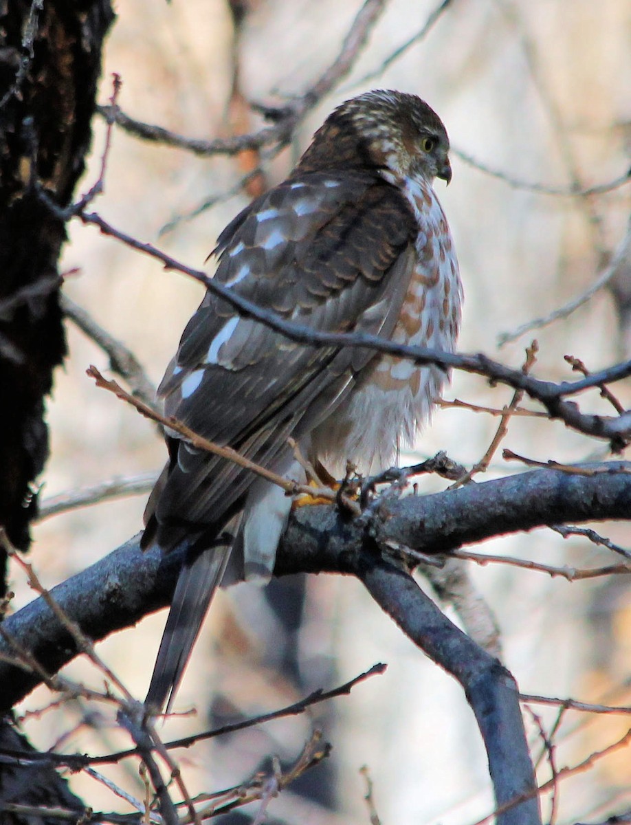 Sharp-shinned Hawk - ML126149121