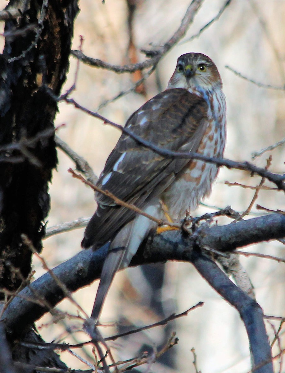 Sharp-shinned Hawk - ML126149131