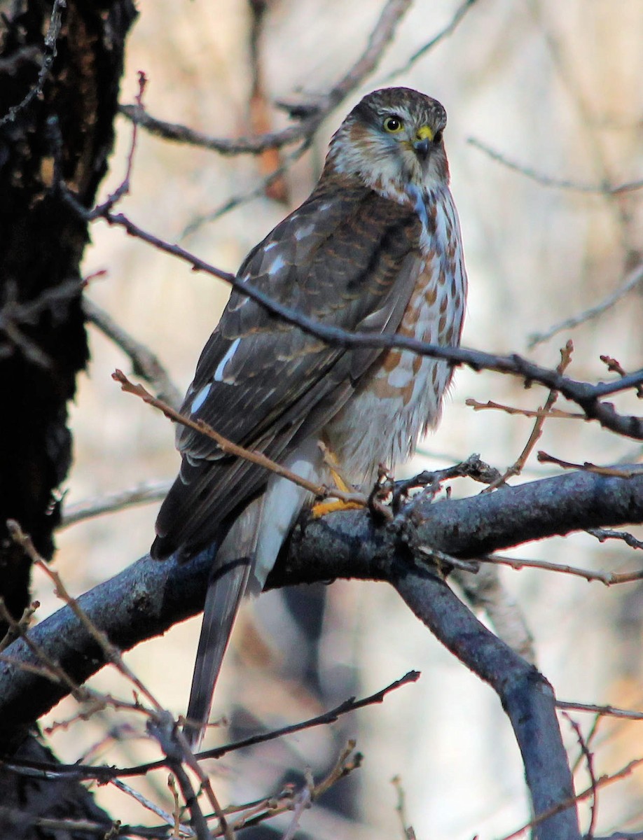 Sharp-shinned Hawk - ML126149141