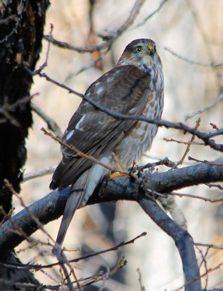Sharp-shinned Hawk - ML126149151