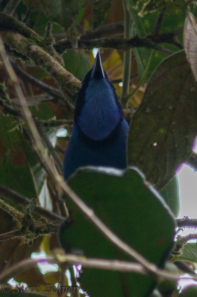 Turquoise Jay - ML126149671