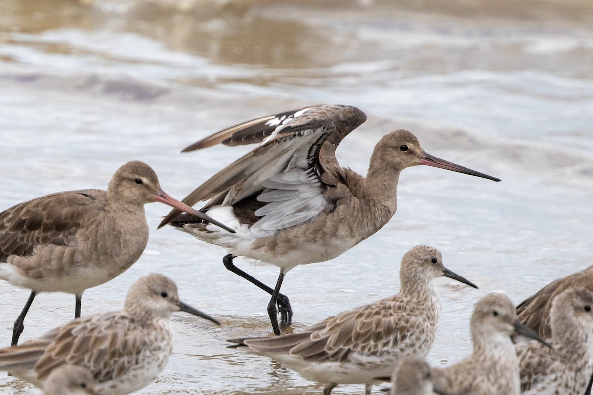 Black-tailed Godwit - Cory Gregory