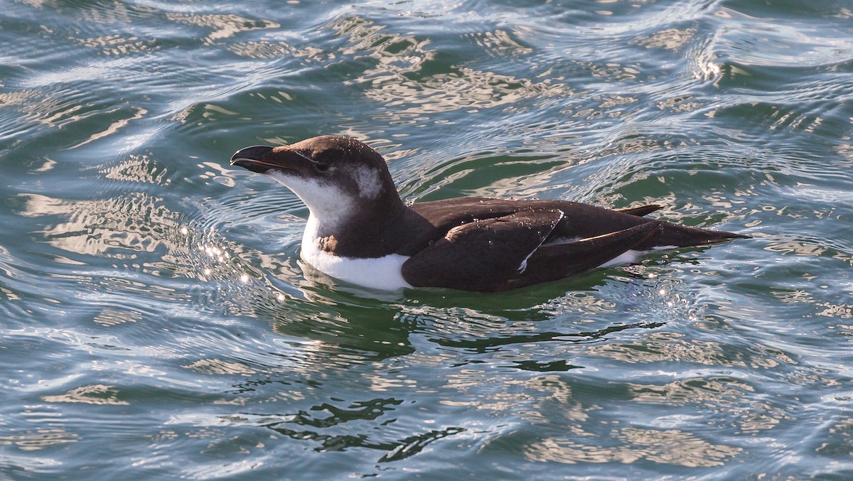 Razorbill - ML126153981