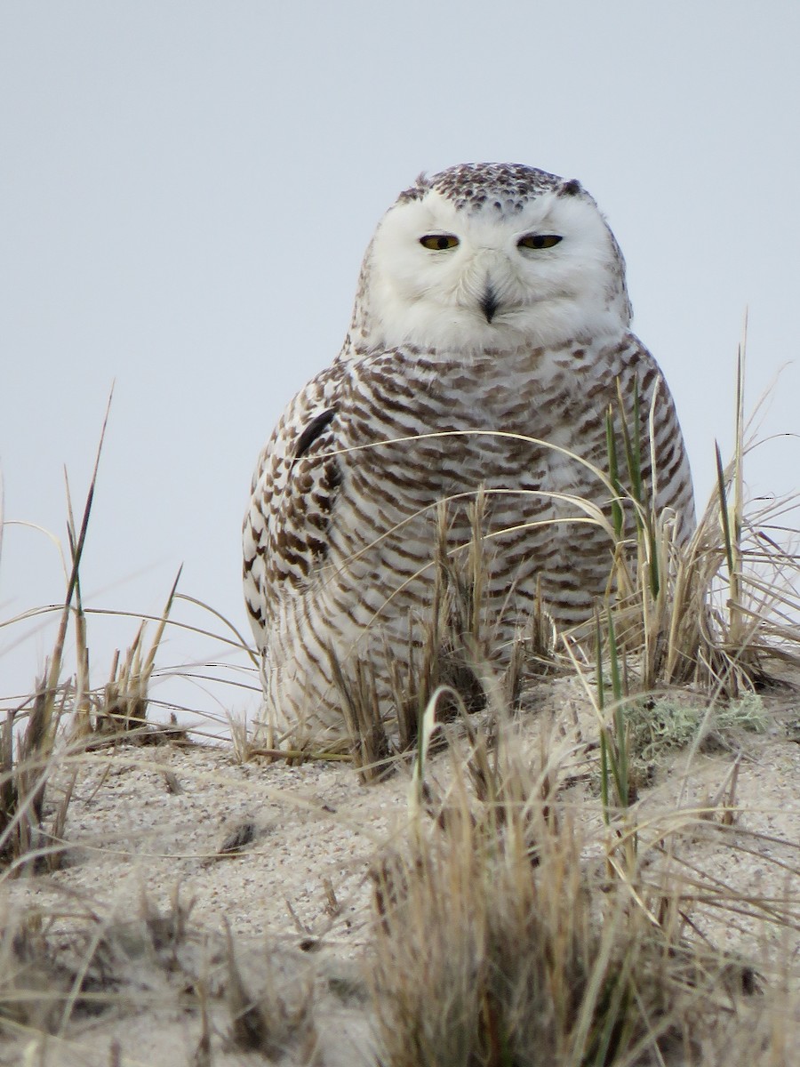 Snowy Owl - Emily Achtenberg