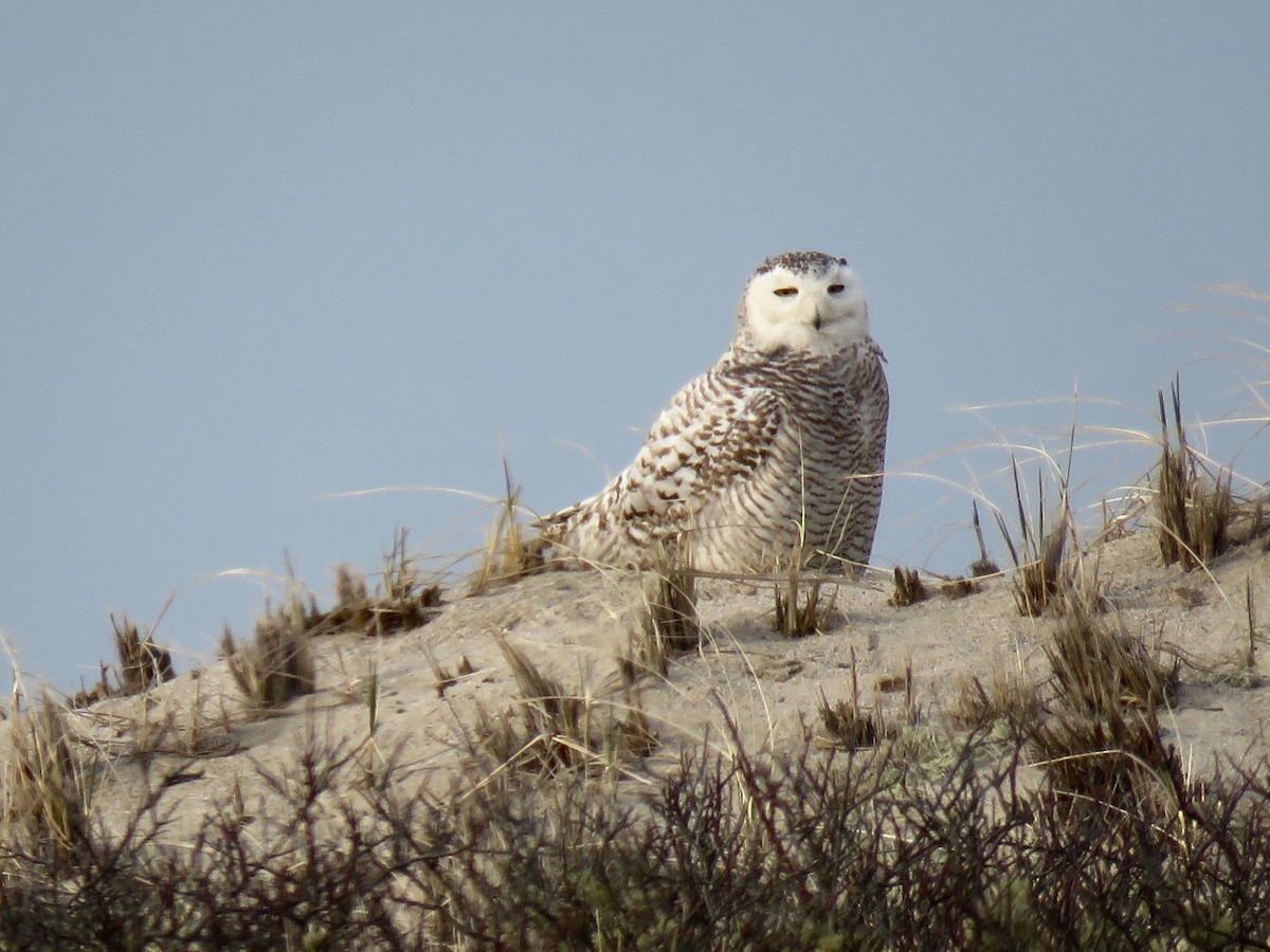 Snowy Owl - ML126156771