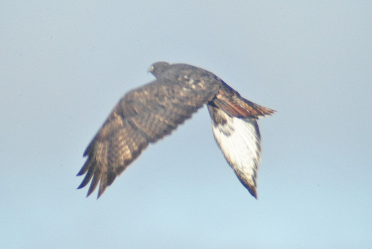 Red-tailed Hawk (Harlan's) - Sean Cozart
