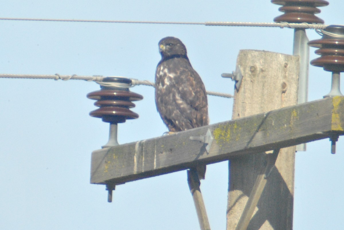 Red-tailed Hawk (Harlan's) - Sean Cozart
