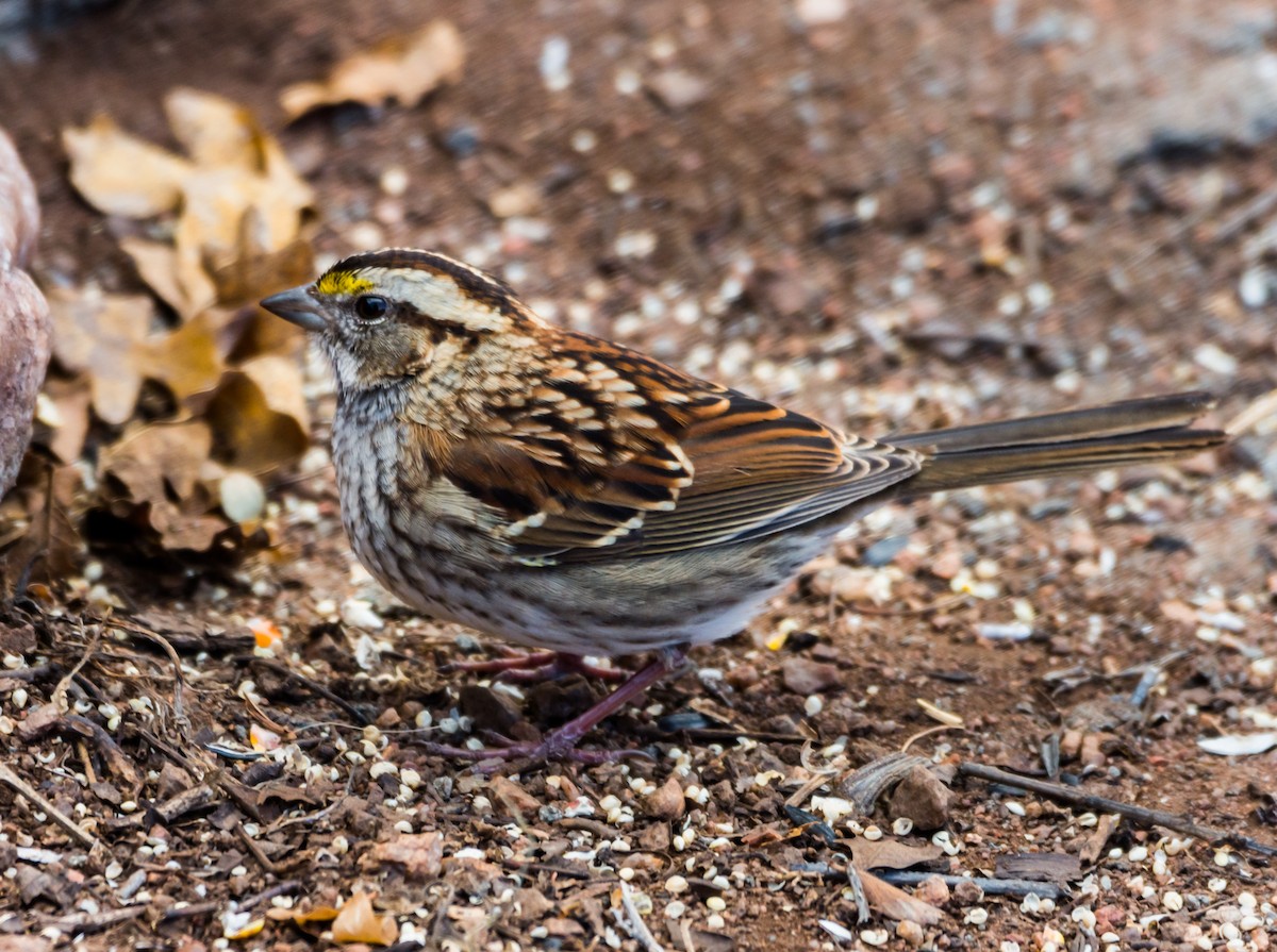 White-throated Sparrow - Jim Merritt