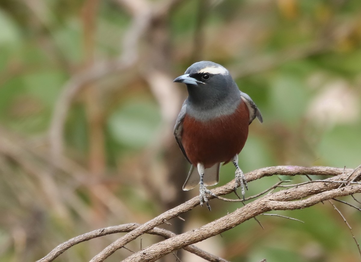 White-browed Woodswallow - ML126159231