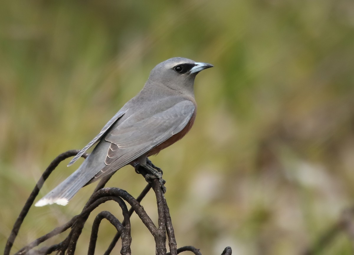 White-browed Woodswallow - ML126159251