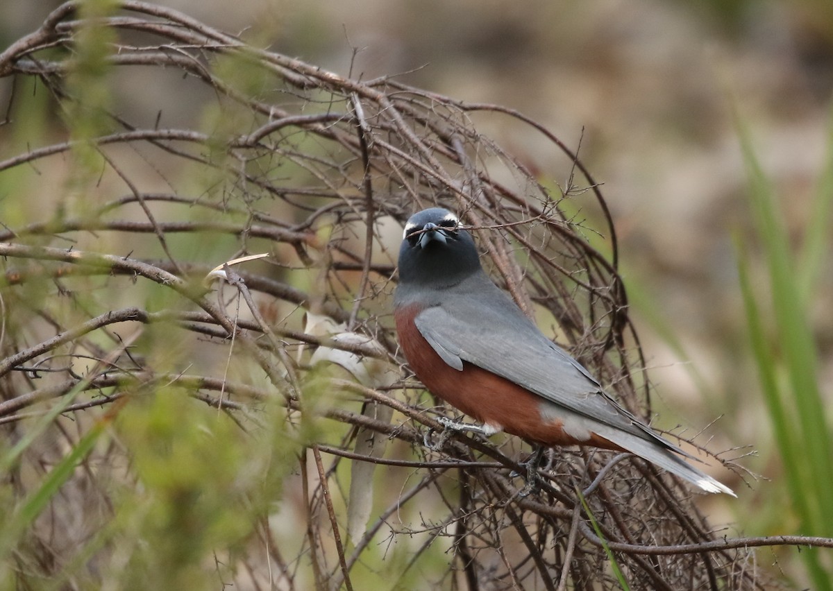 White-browed Woodswallow - ML126159311