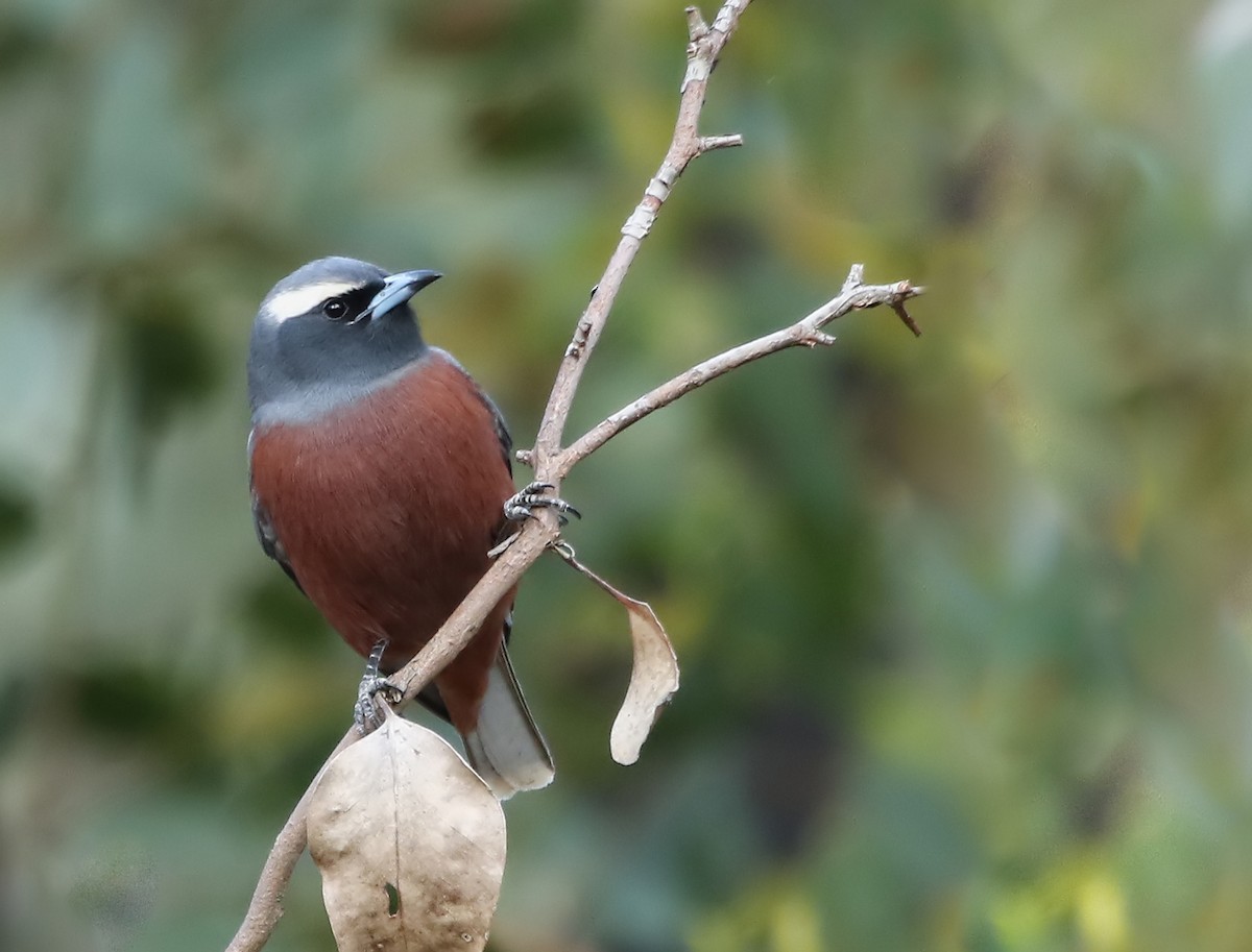 White-browed Woodswallow - ML126159351