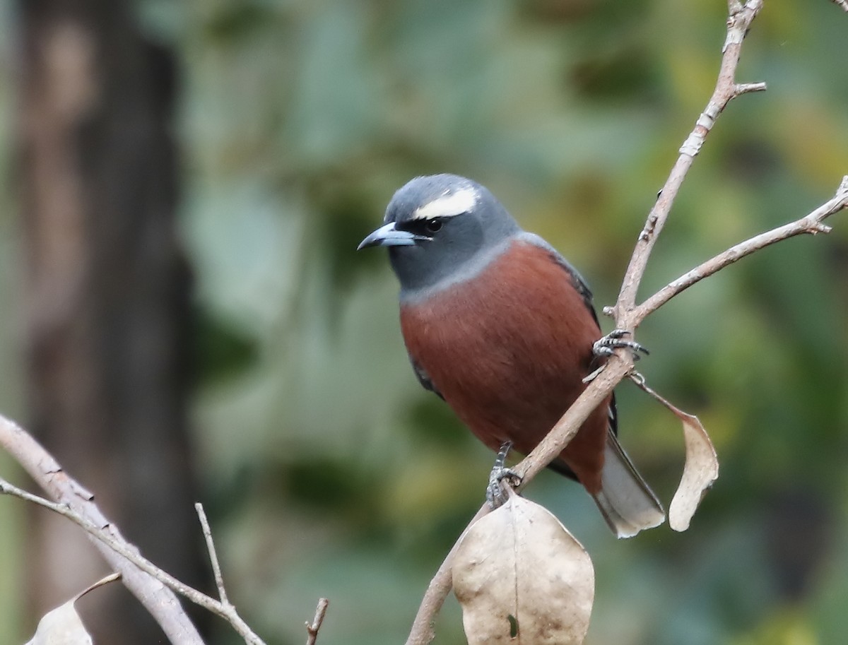 White-browed Woodswallow - ML126159381