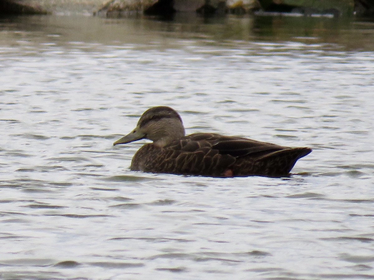 American Black Duck - ML126160461