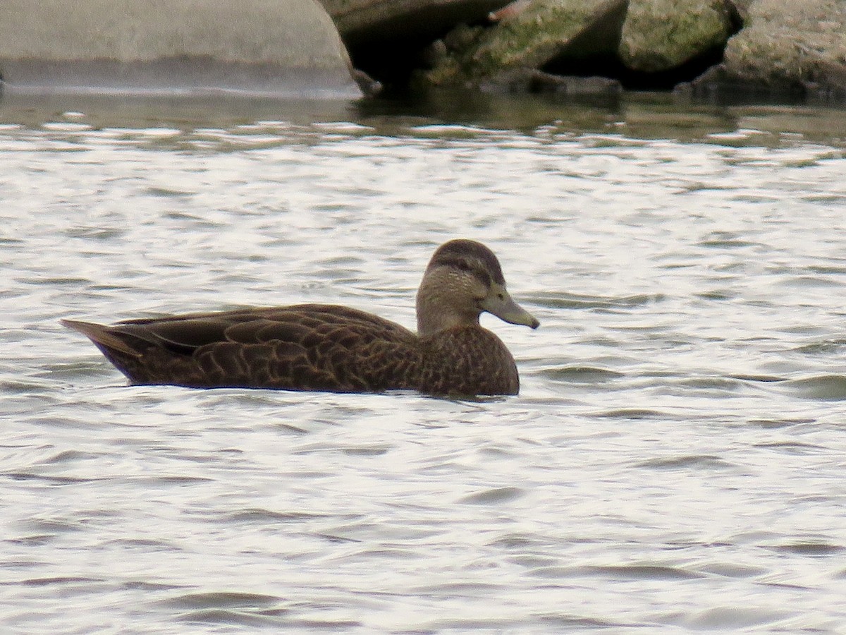 American Black Duck - ML126160481