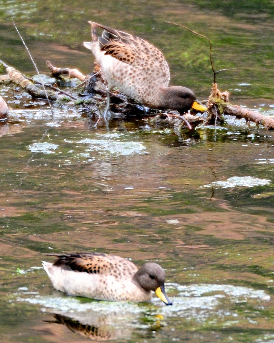 Yellow-billed Teal - ML126160781