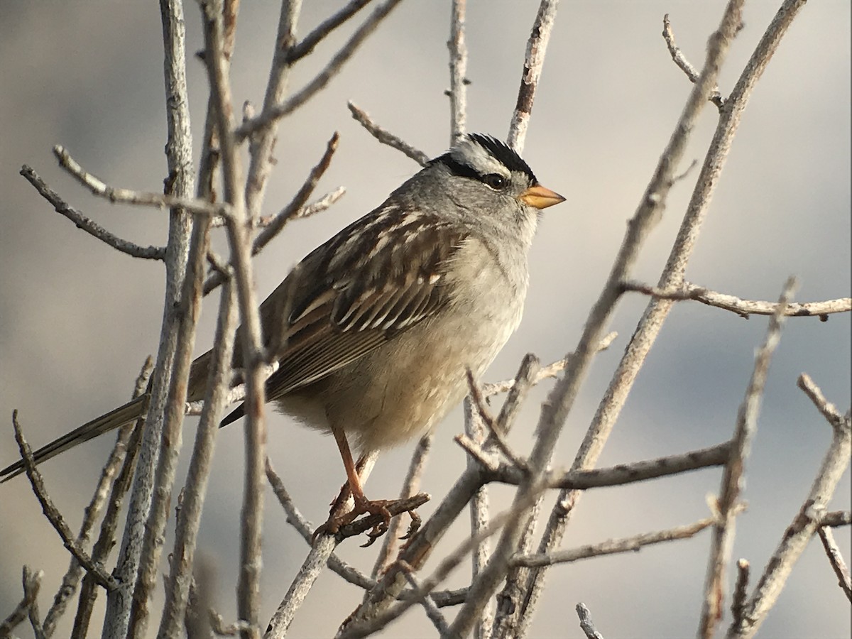 White-crowned Sparrow - Diana Kinder