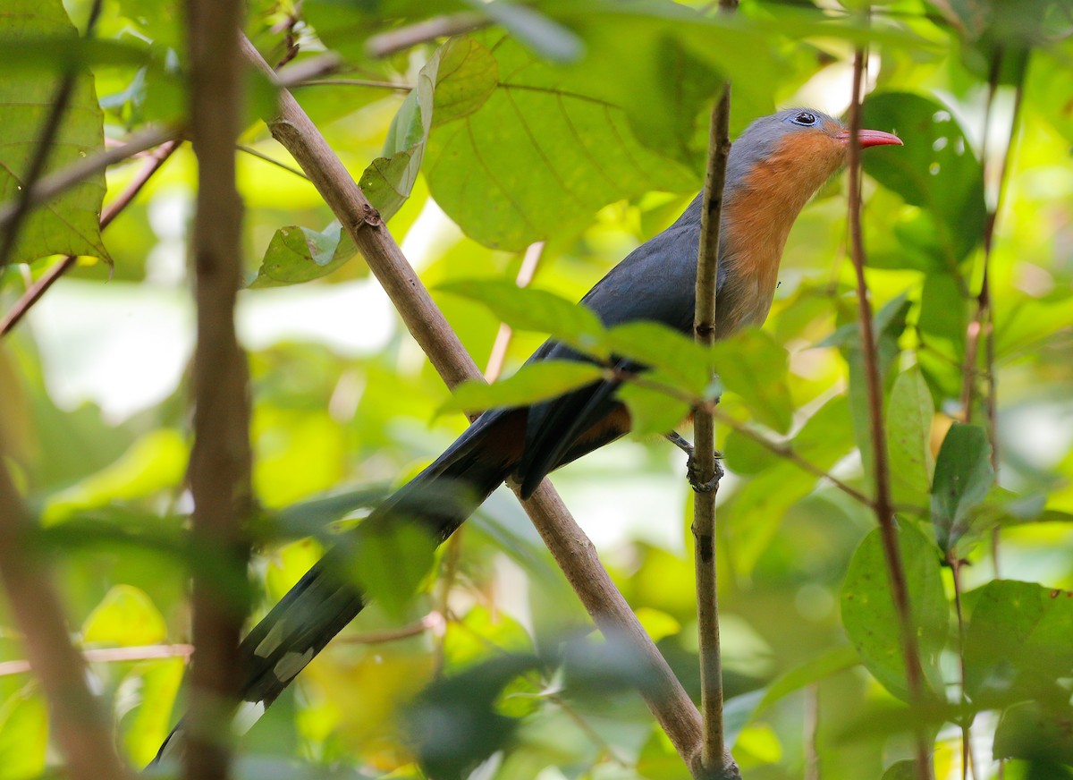 Red-billed Malkoha - ML126163771