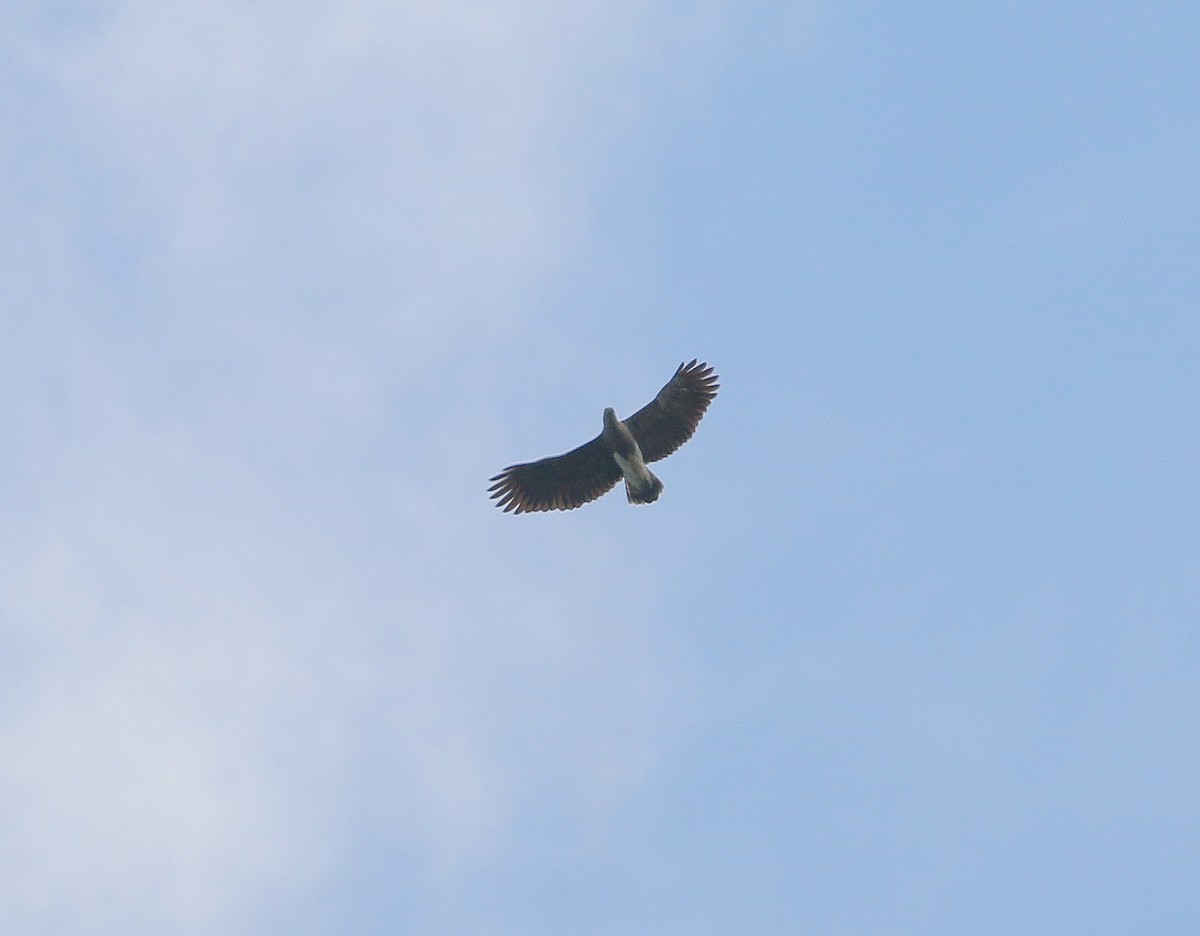 Lesser Fish-Eagle - Neoh Hor Kee