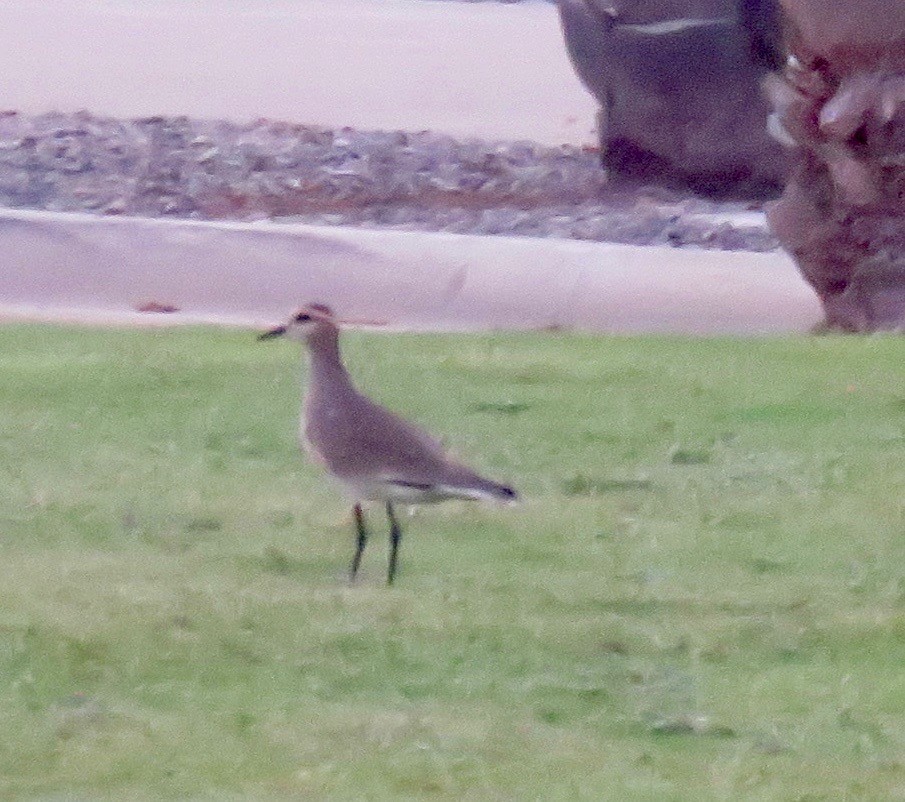 Sociable Lapwing - ML126164341