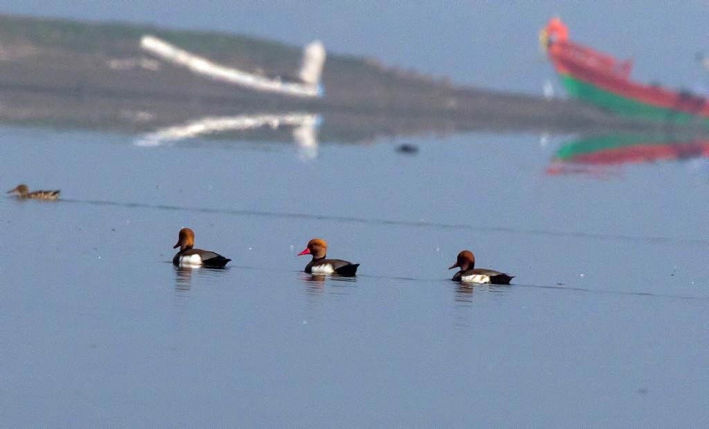 Red-crested Pochard - ML126164431