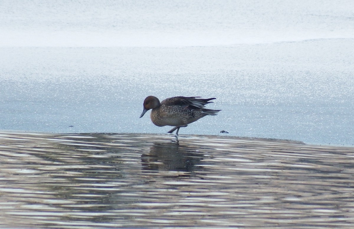 Northern Pintail - ML126165121