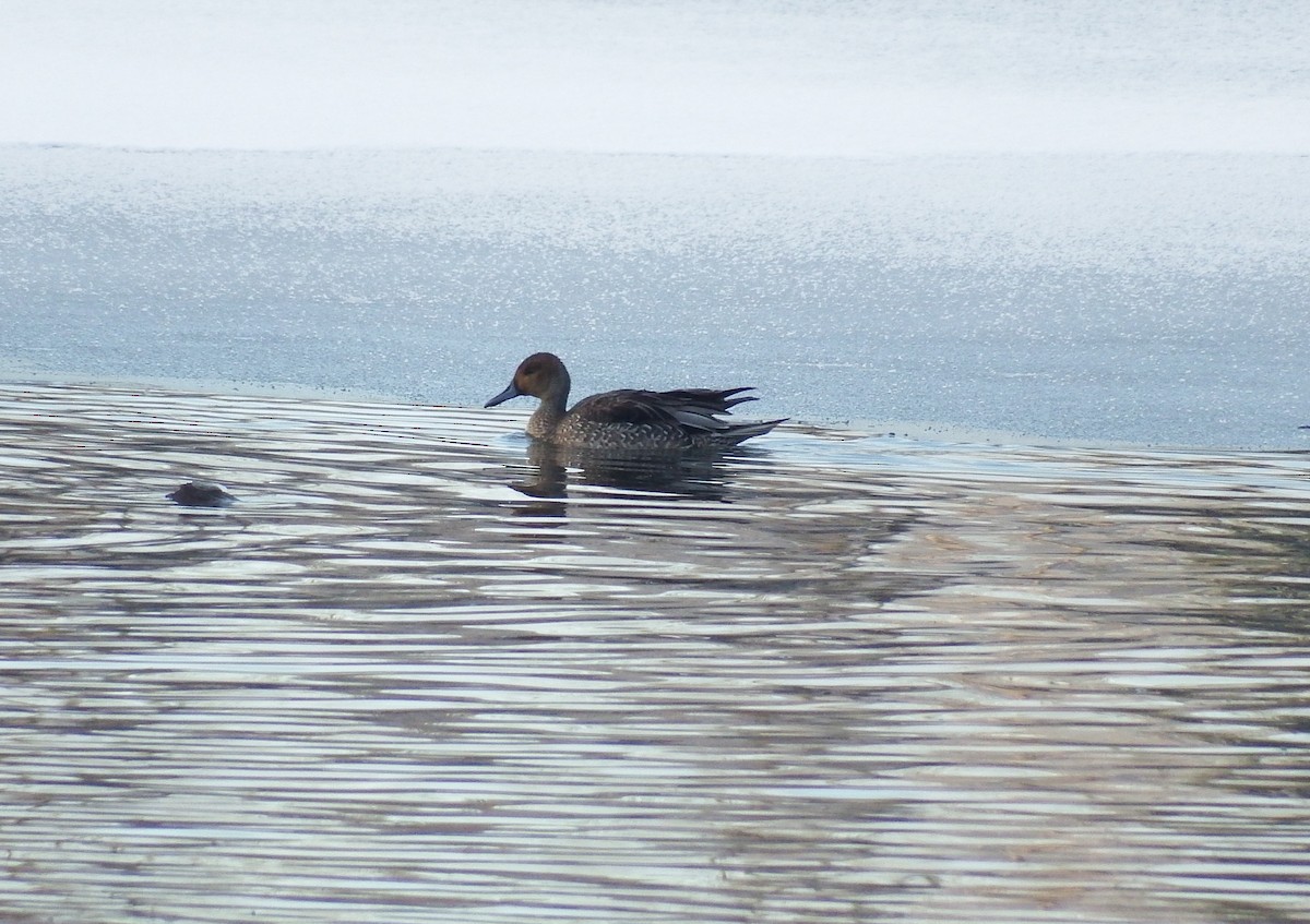 Northern Pintail - ML126165131