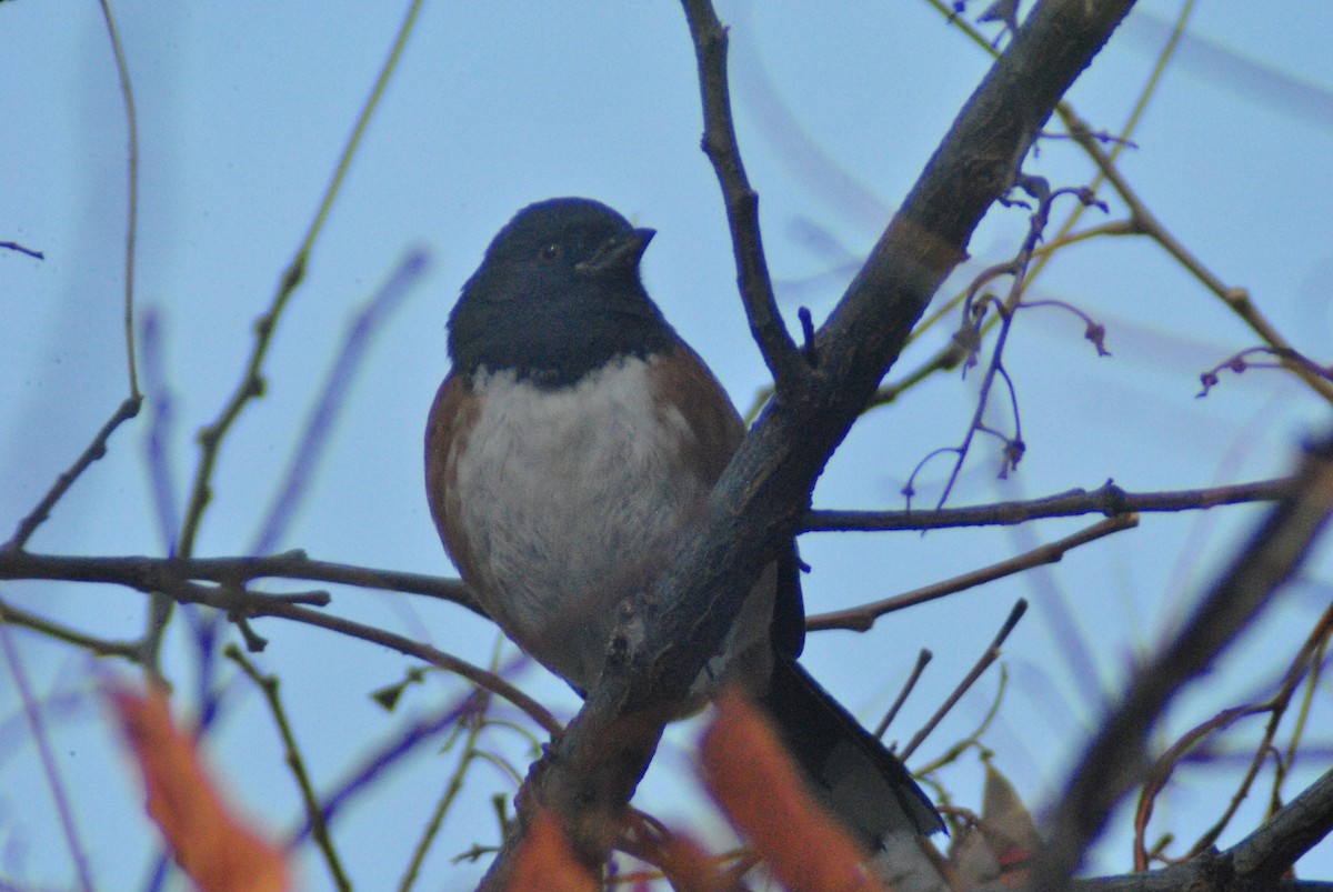 Spotted Towhee (maculatus Group) - ML126165721