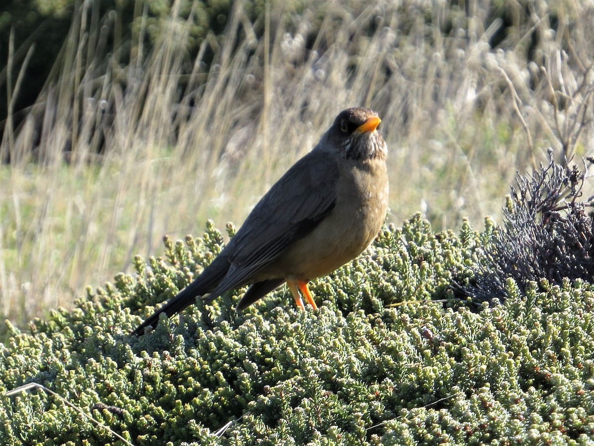 Austral Thrush - Patricia Langenhahn