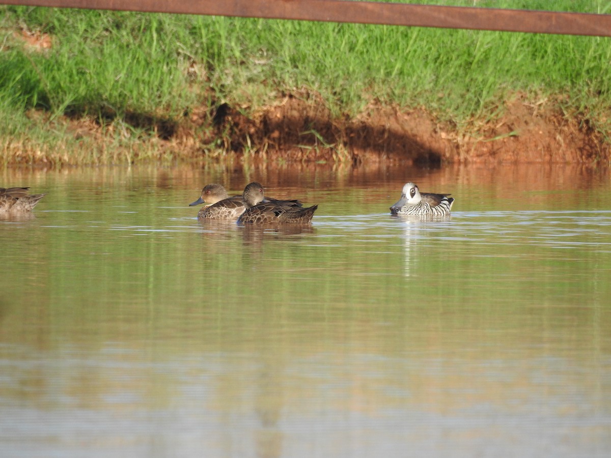 Pink-eared Duck - ML126167481